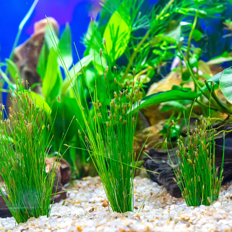 Freshwater Plants