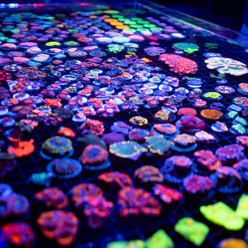 Saltwater Corals