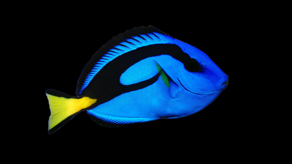 Tang: Blue (Hippo);Captive Bred