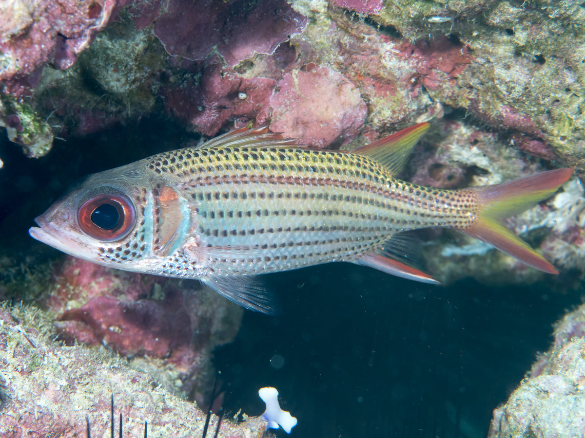 Squirrelfish: Metallic