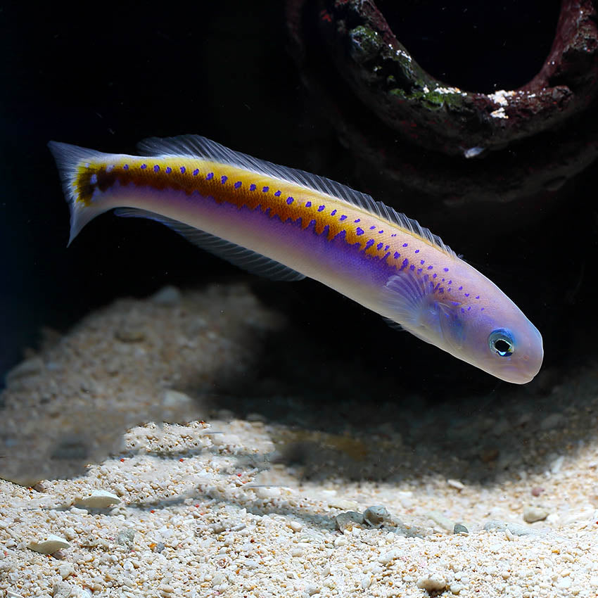 Tilefish: Oreni