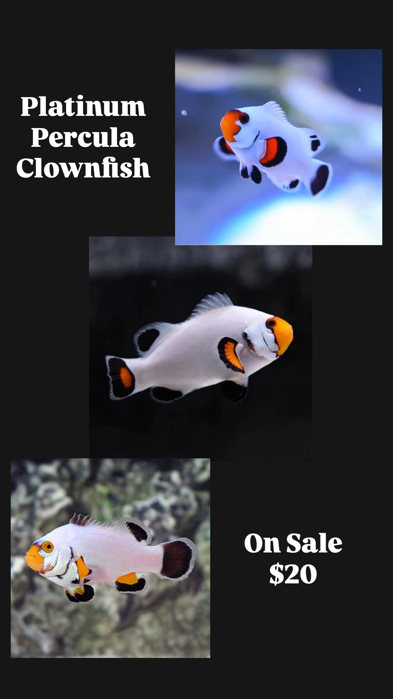 Platinum Percula Clownfish