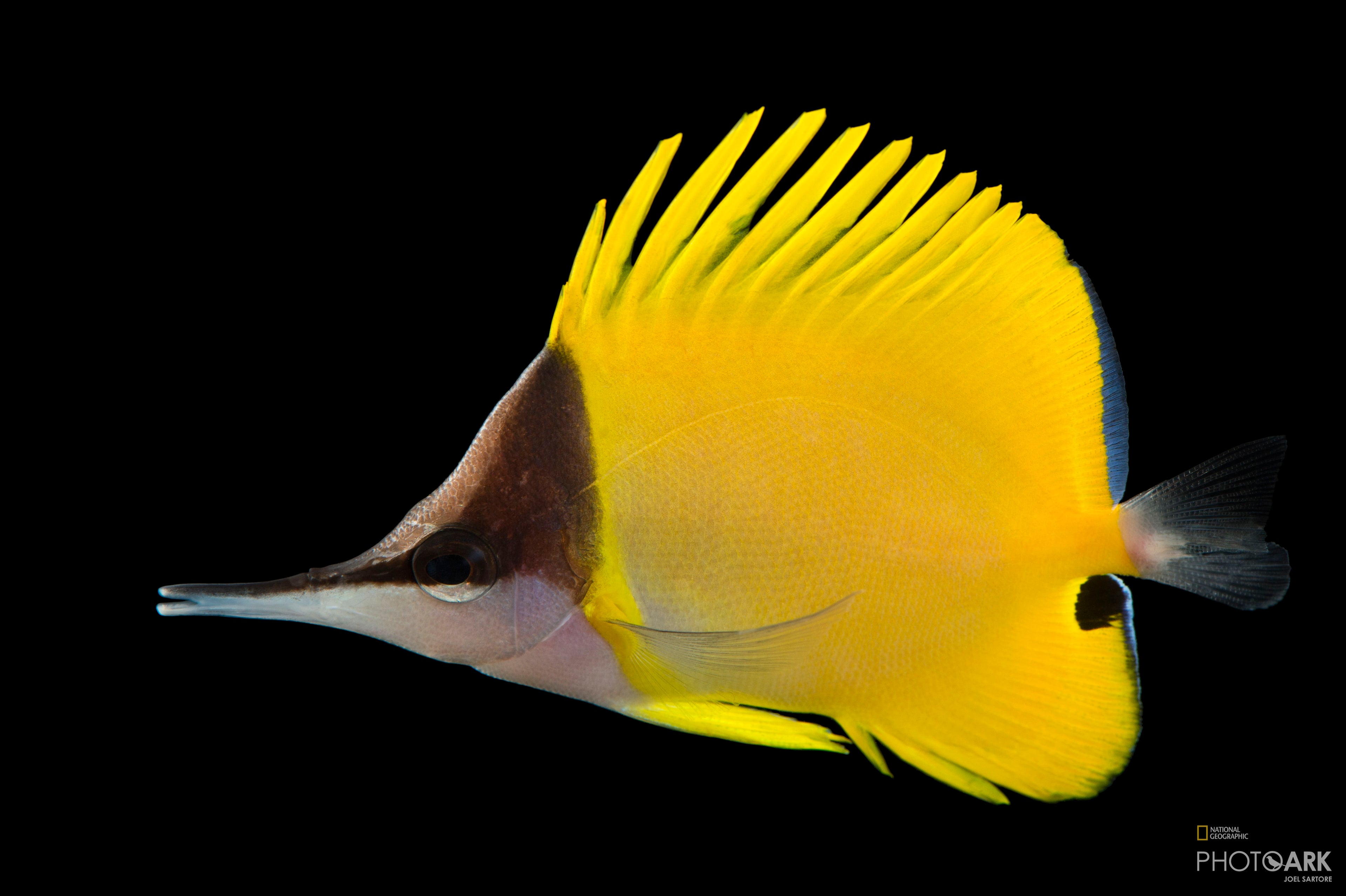 Butterfly: Yellow Longnose