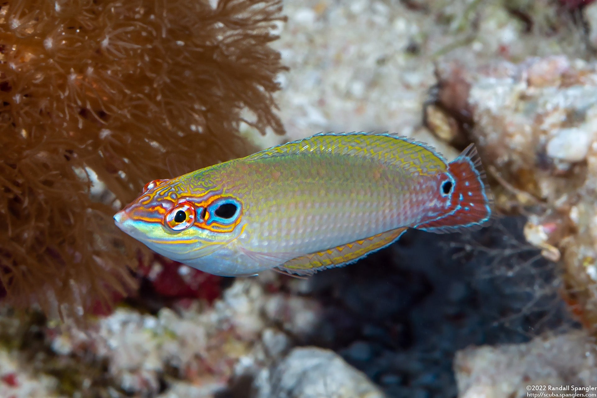 Wrasse: Black Earspot; Tonga