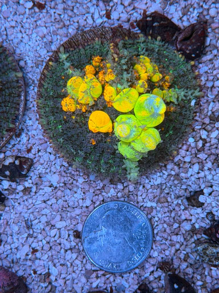 OG BOUNCE MUSHROOM WITH A BABY