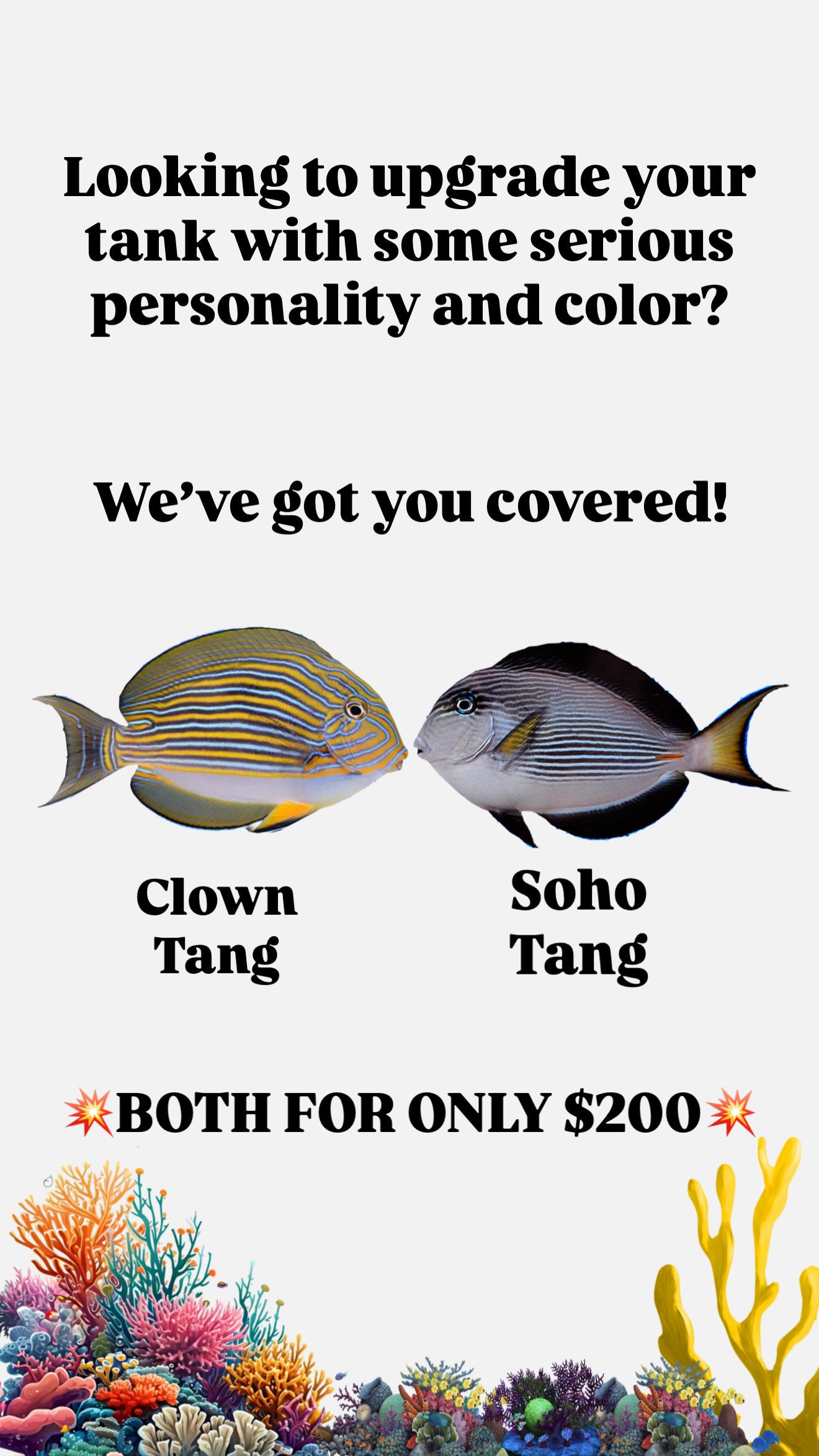 Soho Tang & Clown Tang