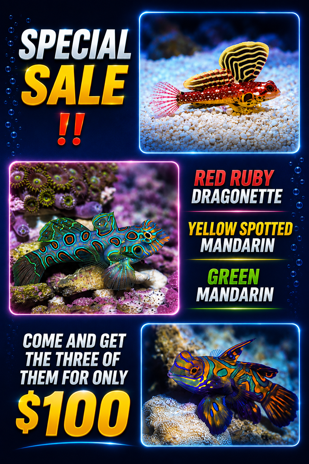 Red Ruby Dragonette, Yellow Spotted Mandarin & Green Spotted Mandarin