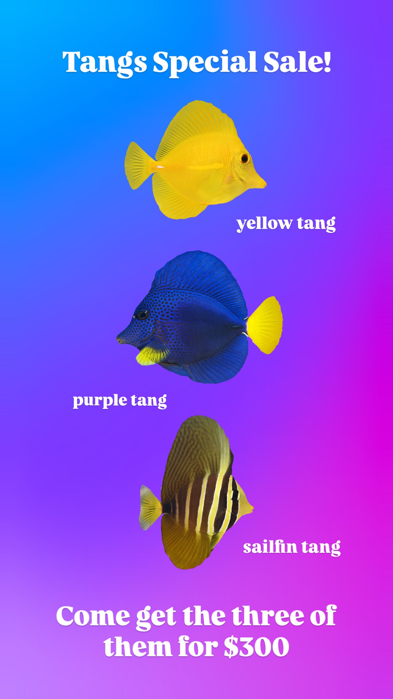 Yellow Tang, Purple Tang & Sailfin Tang