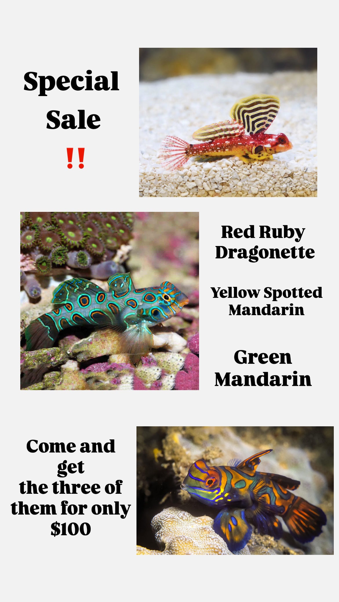 Red Ruby Dragonette, Yellow Spotted Mandarin & Green Spotted Mandarin