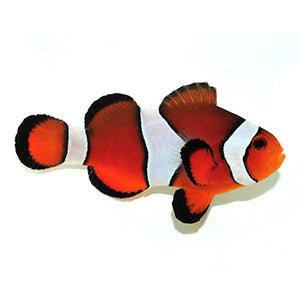 Fancy Ocellaris Clownfish