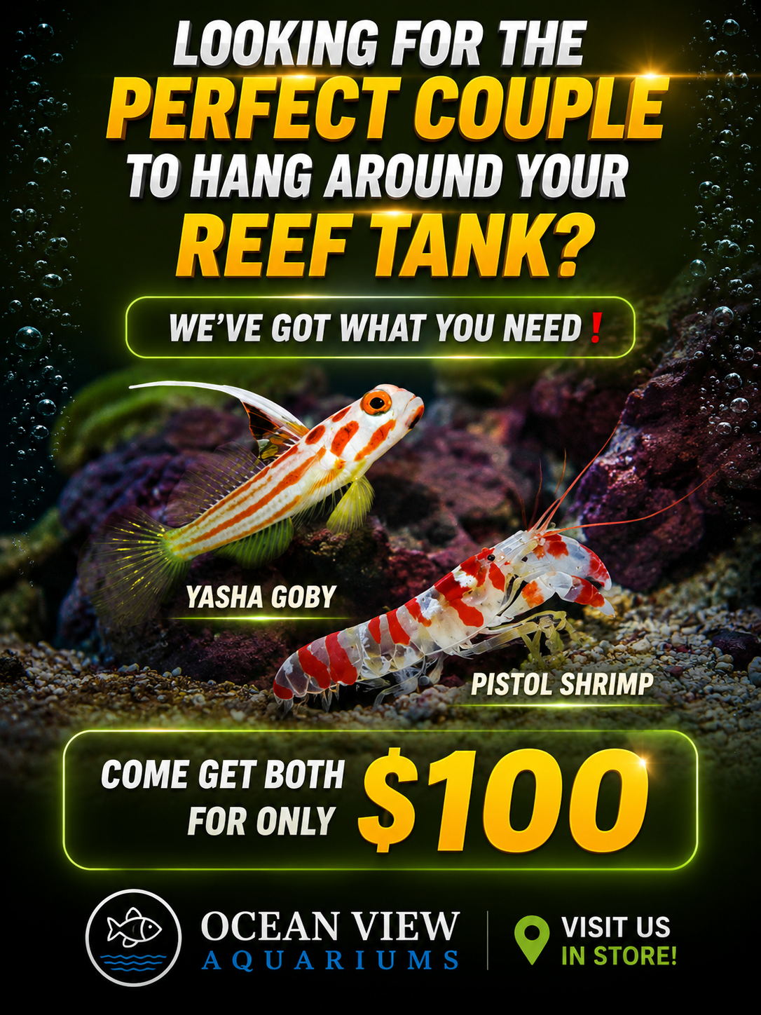 Yasha Goby & Pistol Shrimp