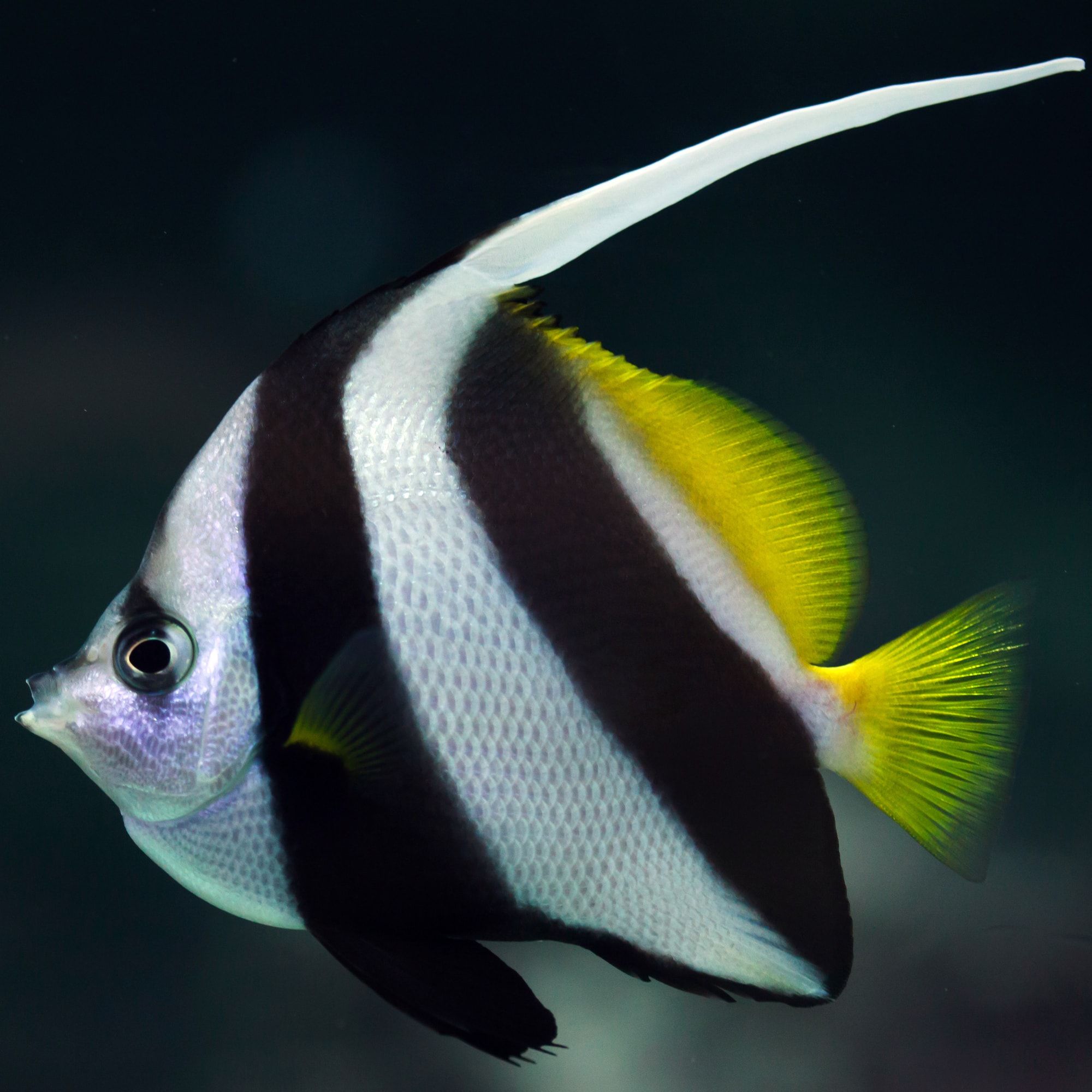 Butterfly: Foureye; Atlantic