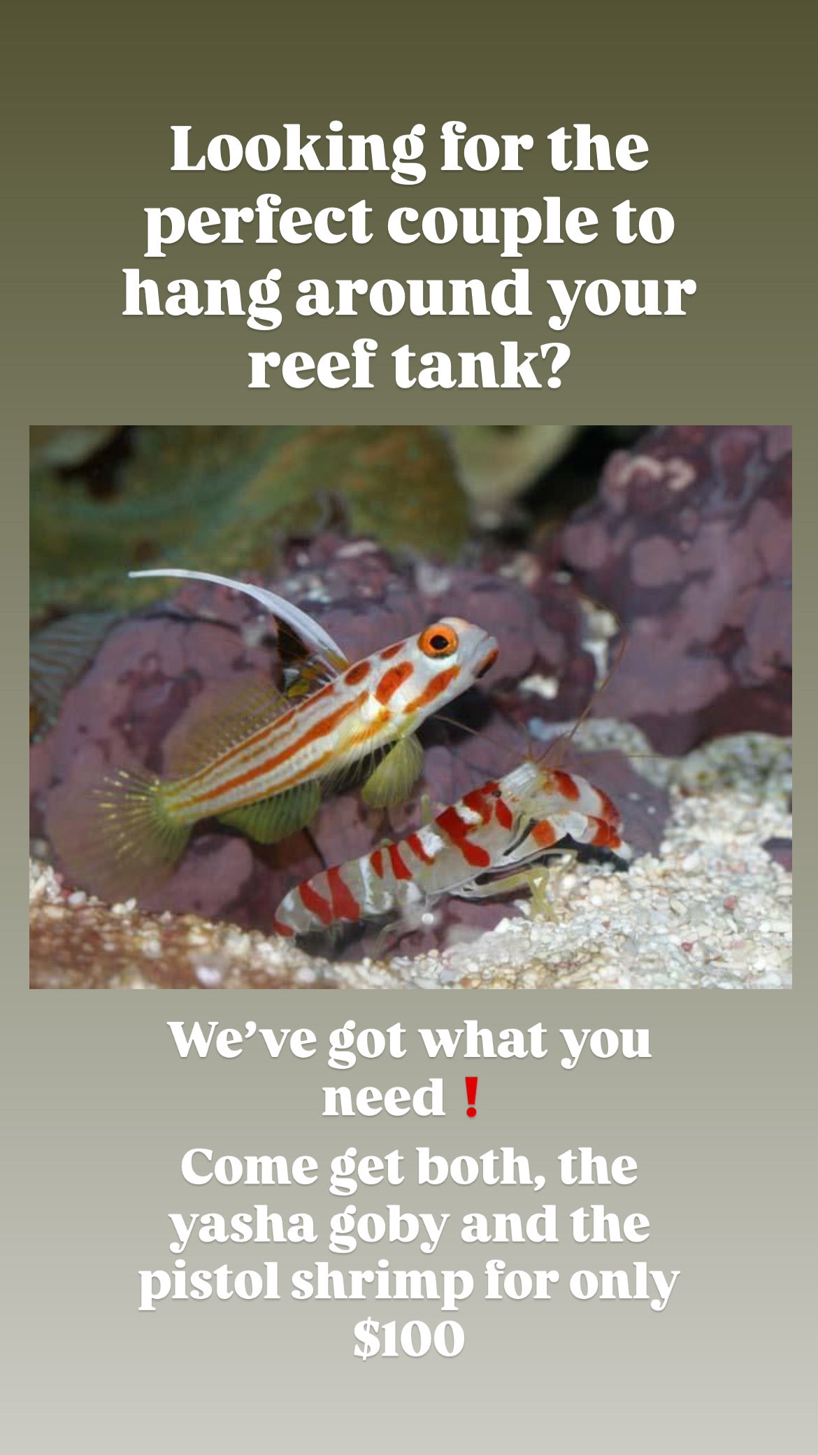 Yasha Goby & Pistol Shrimp