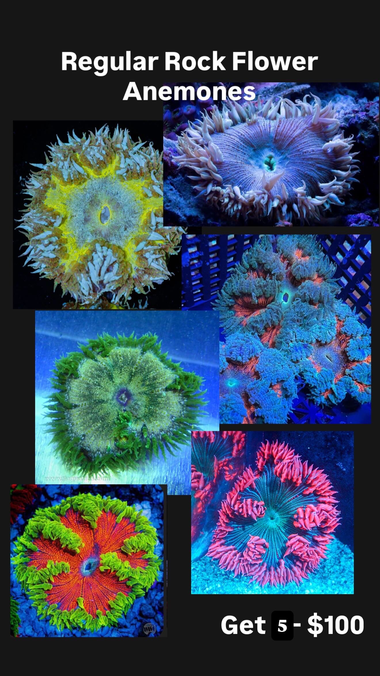 Rock Flower Anemone Assorted Pack