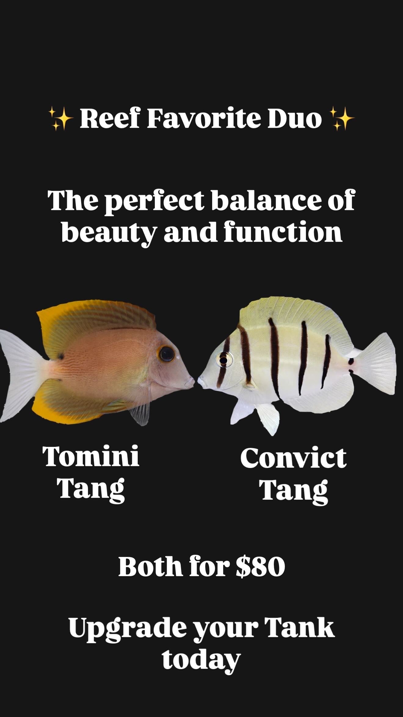 Tomini Tang & Convict Tang