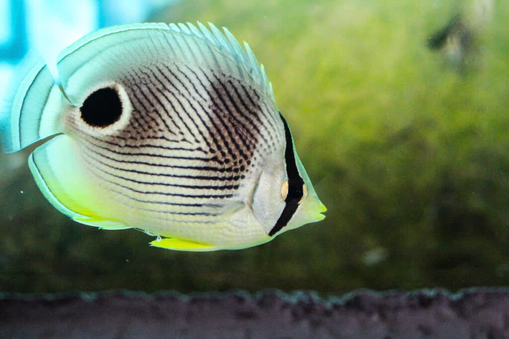 Butterfly: Foureye; Atlantic