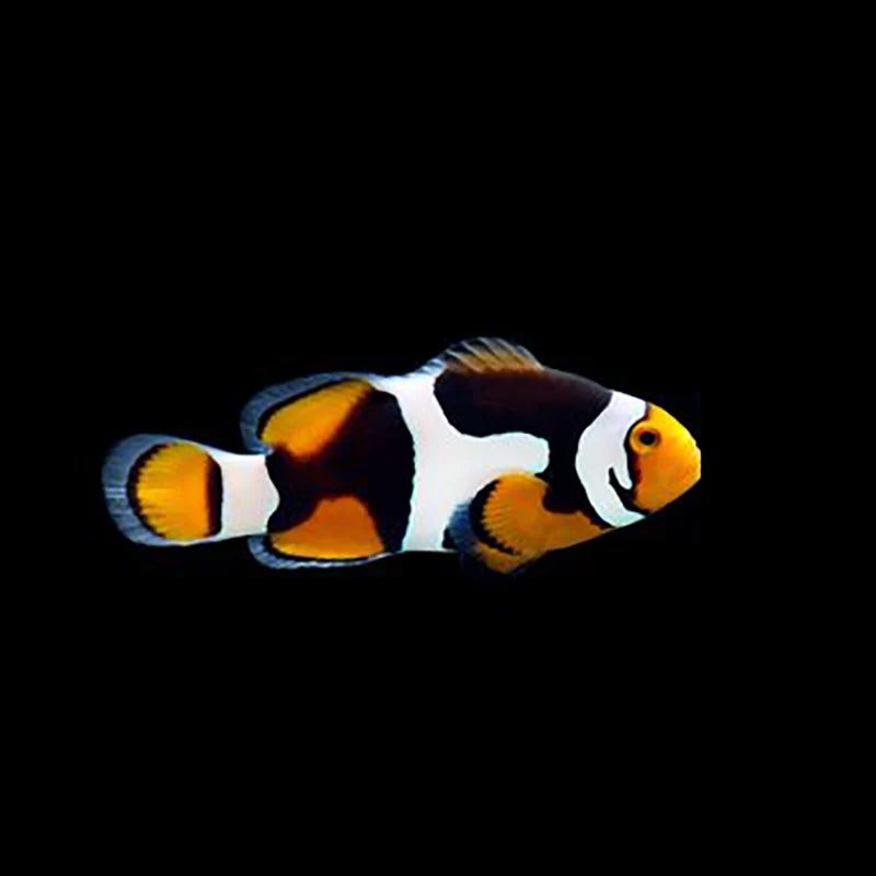 Onyx Percula Clownfish