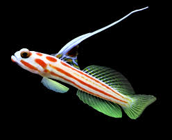 Goby: Yasa Hashe