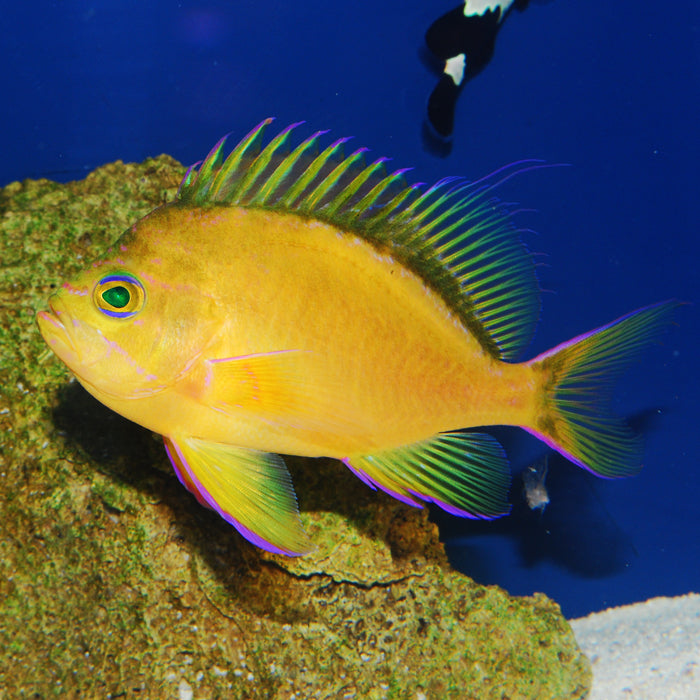 Yellowspotted Hifin Anthias