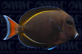 Tang: Achilles Hybrid