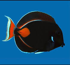 Tang: Achilles