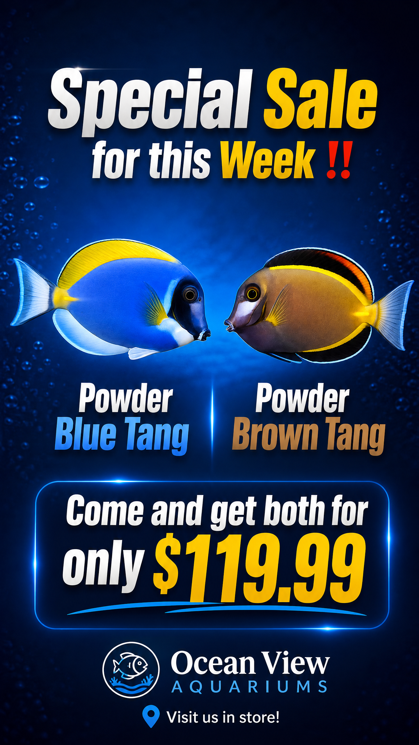 Powder Blue Tang & Powder Brown Tang