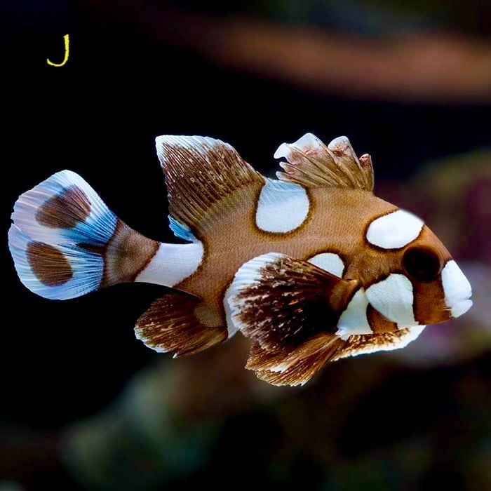 Sweetlips: Spotted