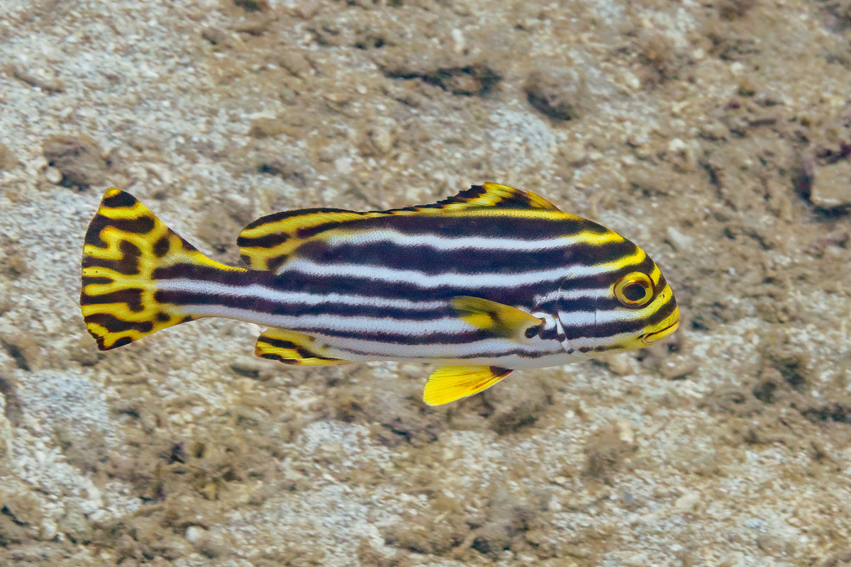 Sweetlips: Oriental