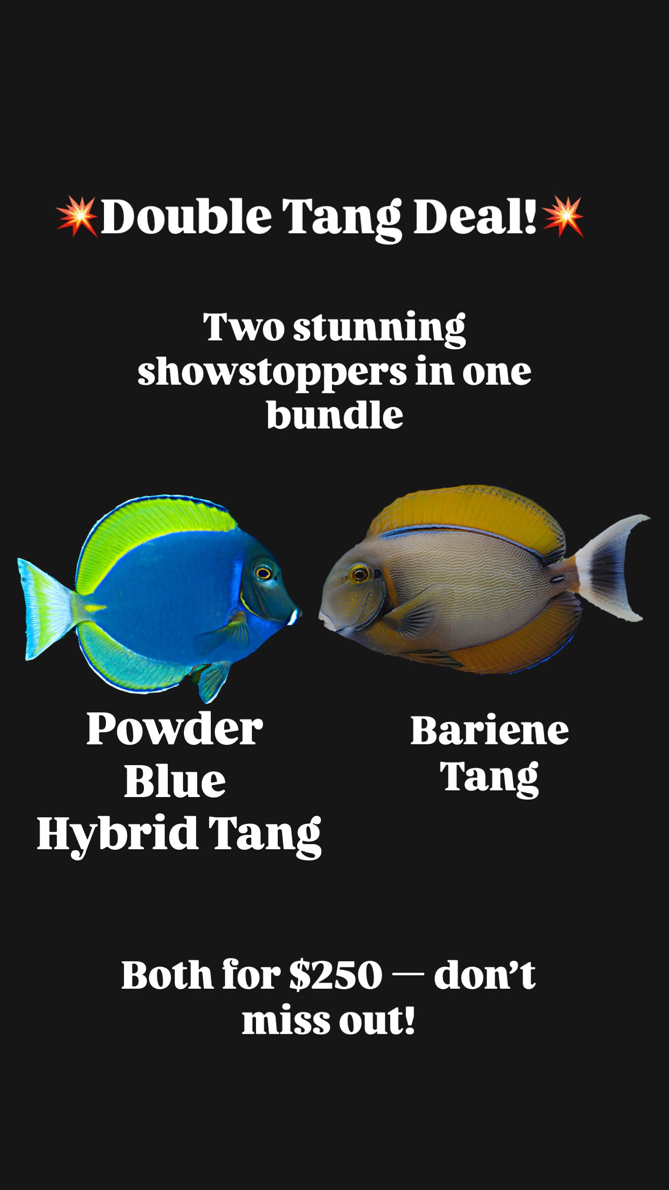 Powder Blue Hybrid Tang & Bariene Tang