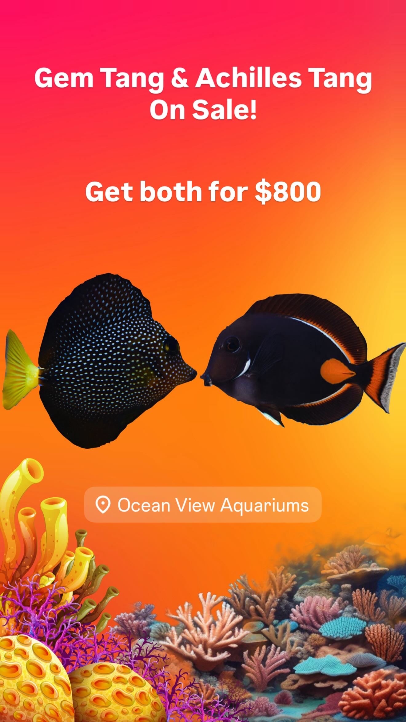 Gem Tang & Achilles Tang