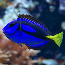 Tang: Blue (Hippo); T.R.