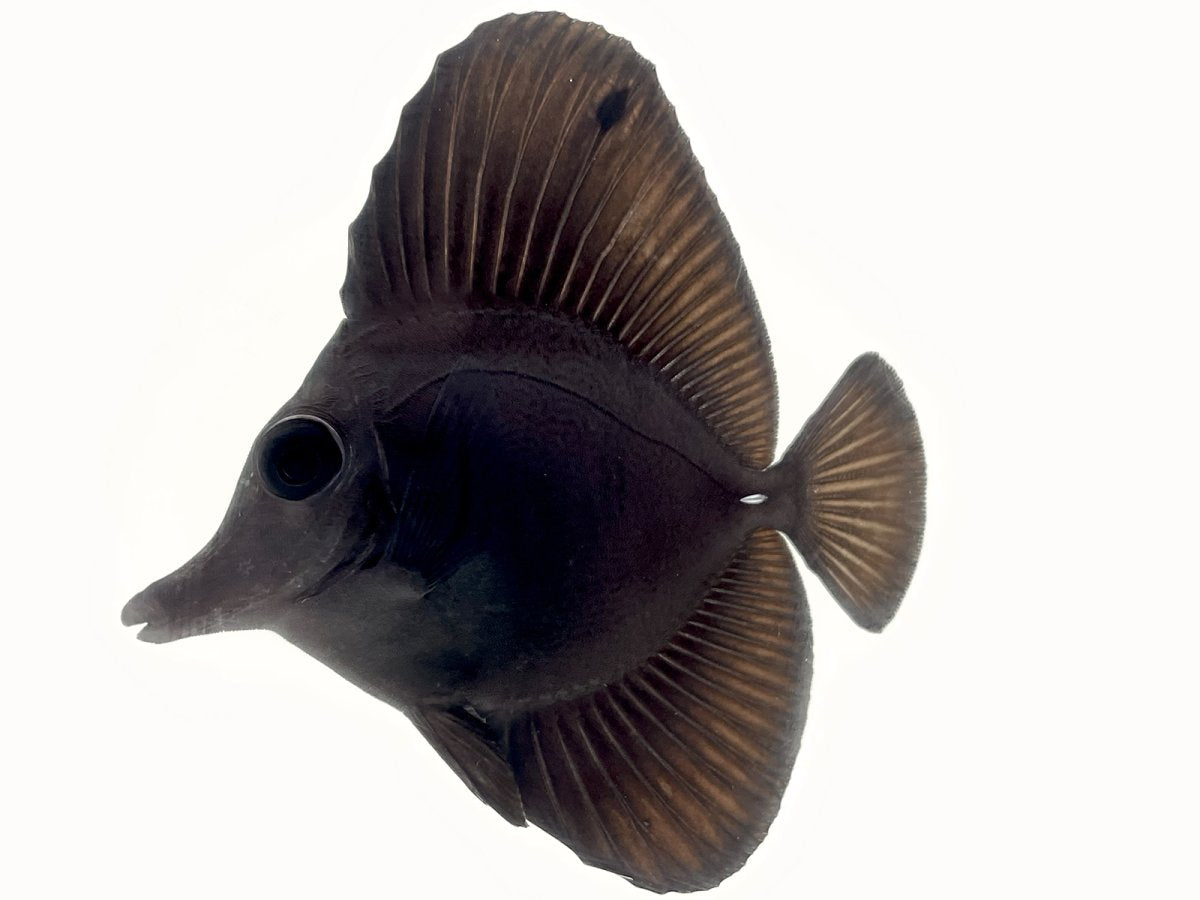 Tang: Black