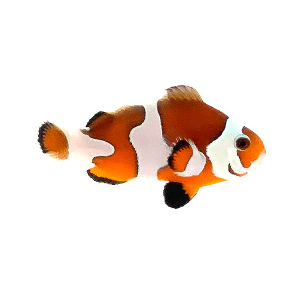 Semi Storm Clownfish