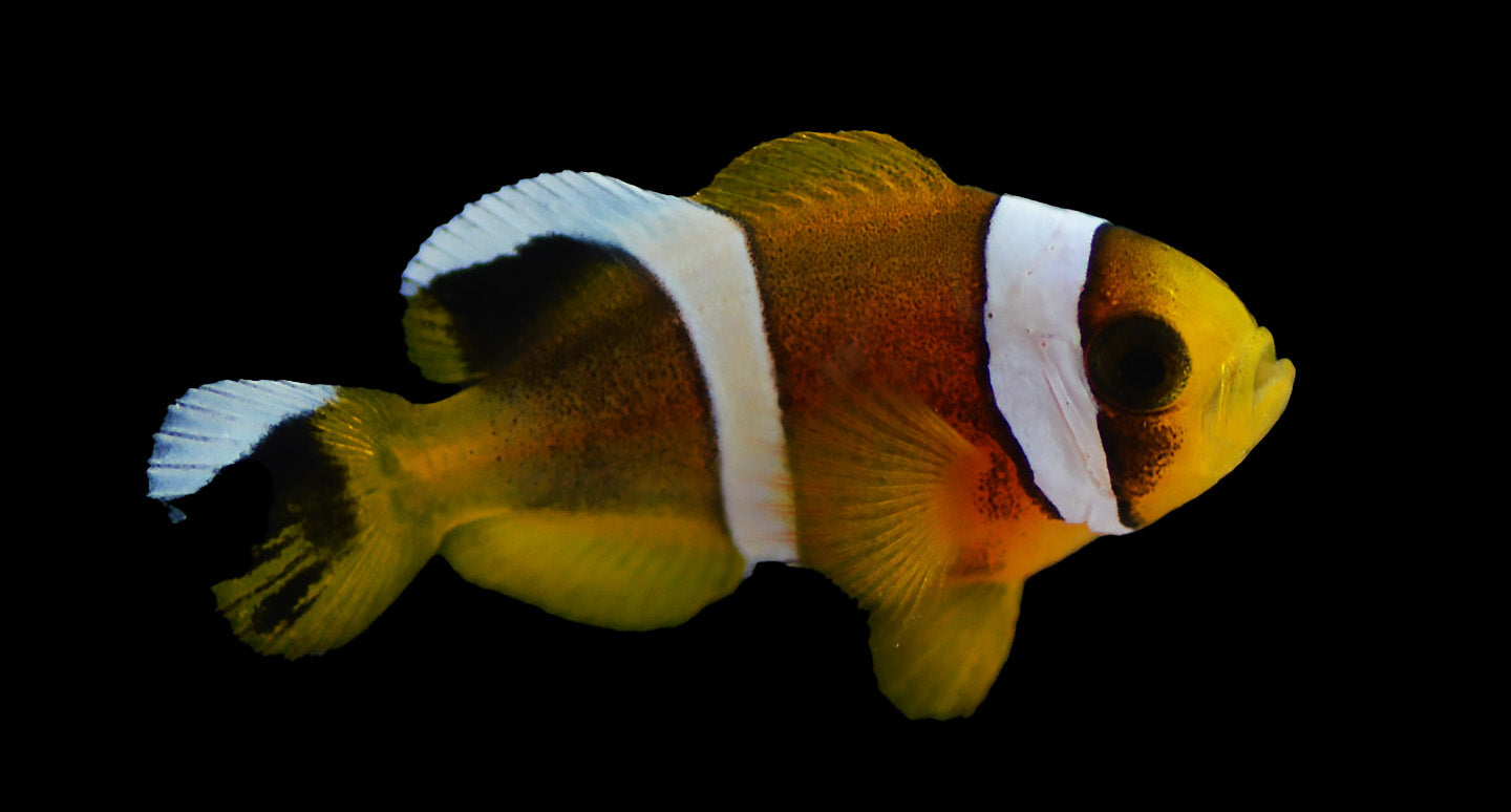 Oman Clownfish