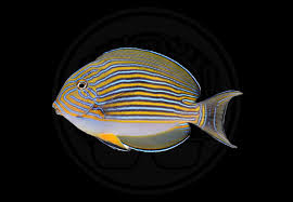 Tang: Clown
