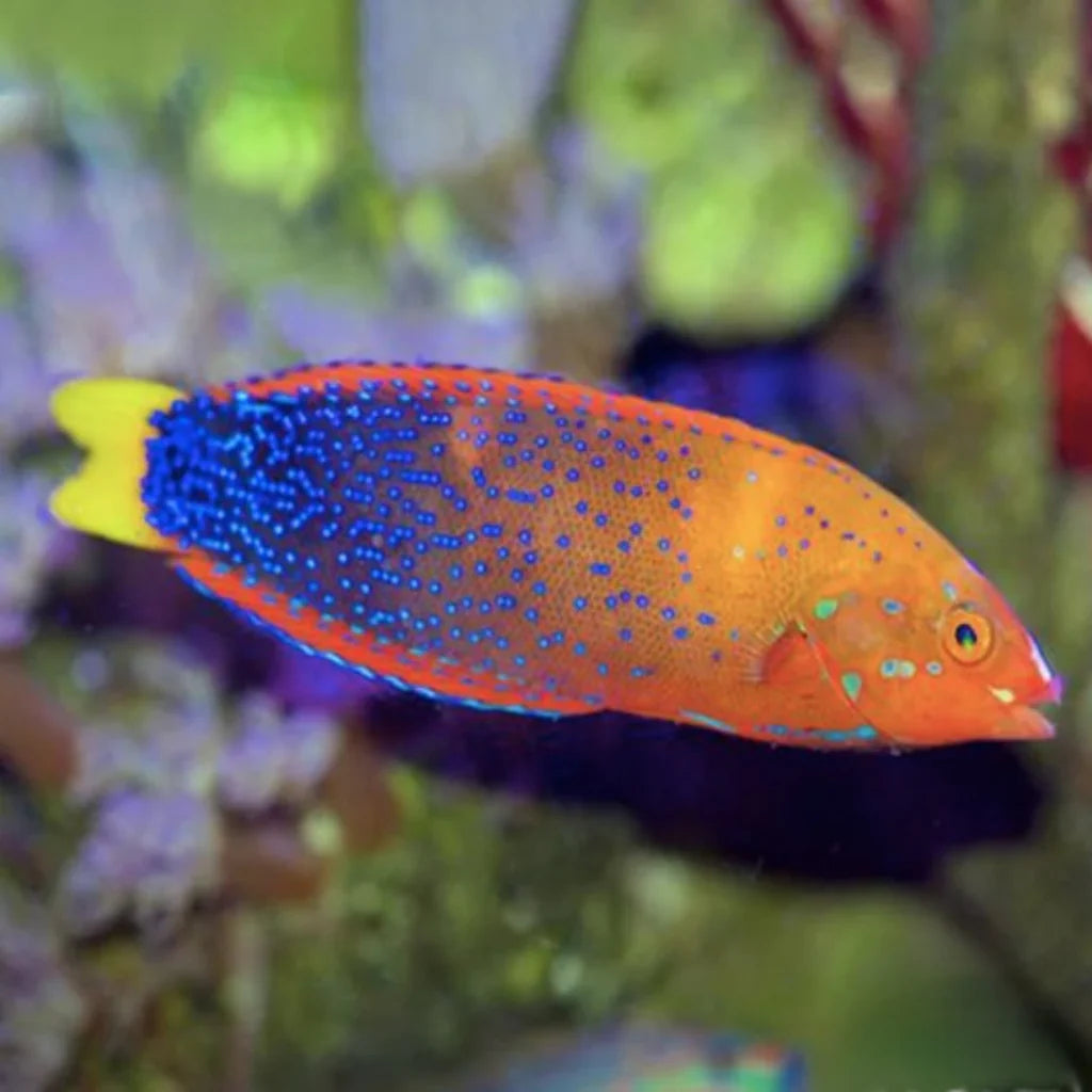 Wrasse: African Coris; ADULT.
