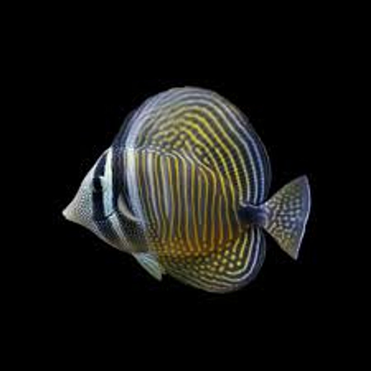 Tang: Desjardinii Sailfin