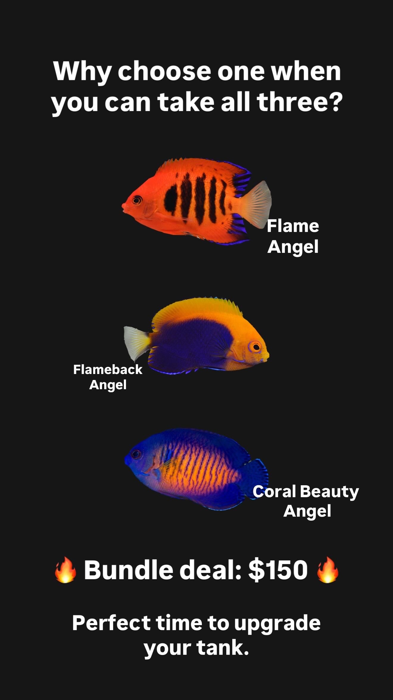 Flame Angel, Coral Beauty Angel & FlameBack Angel