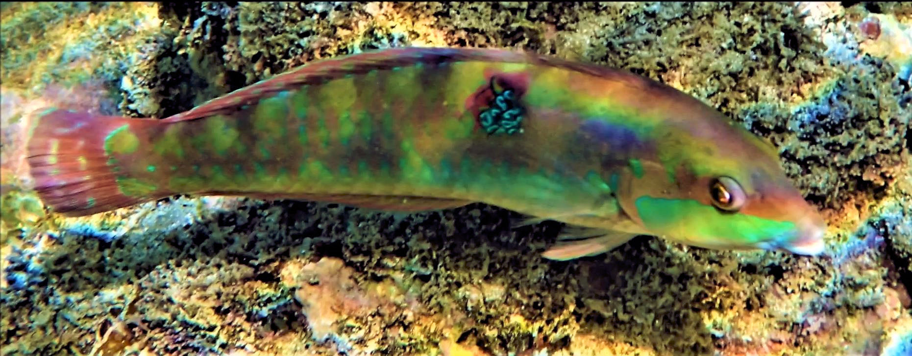 Wrasse: Wounded; Fiji