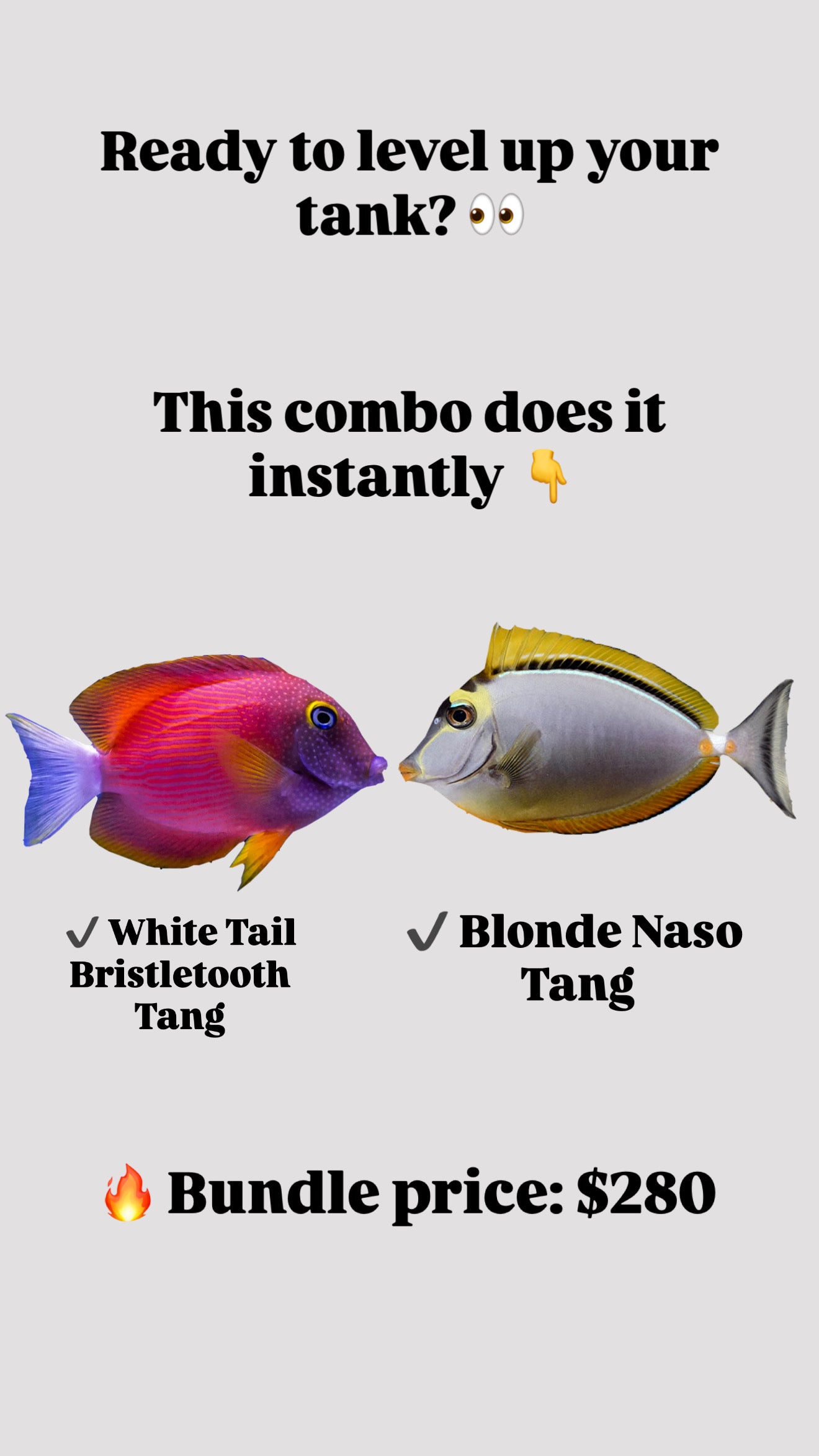 White Tail Bristletooth Tang & Blonde Naso Tang