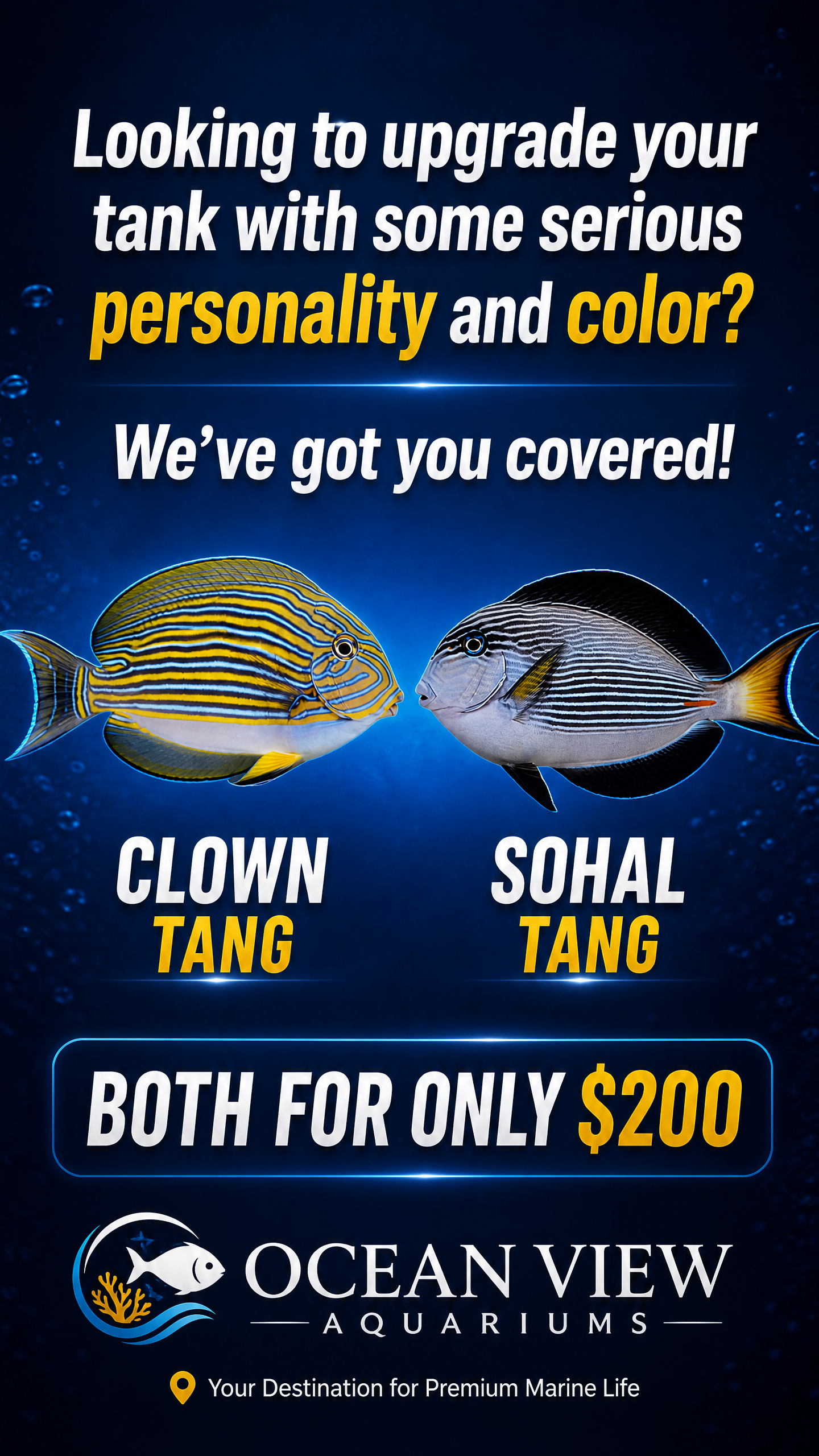 Soho Tang & Clown Tang