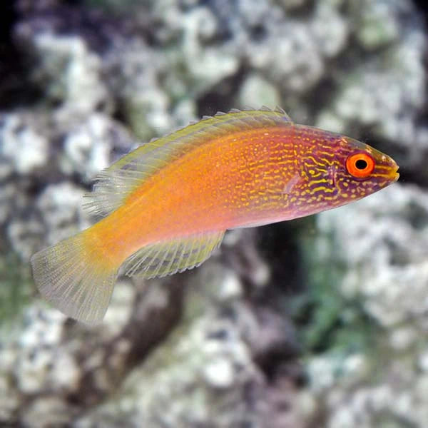 Wrasse: Rhomboid; Fem; Mar