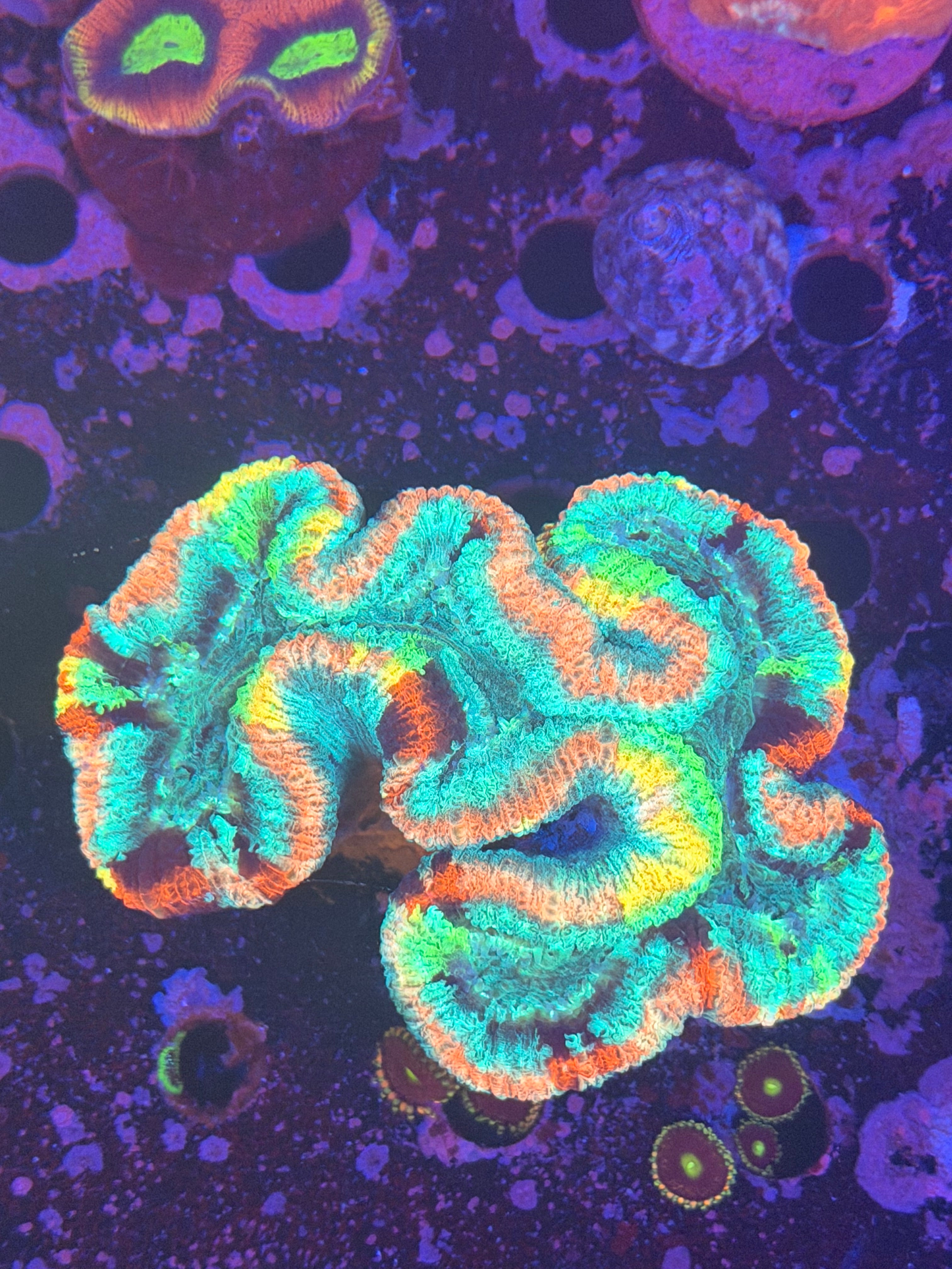 Rainbow trachiphyllia