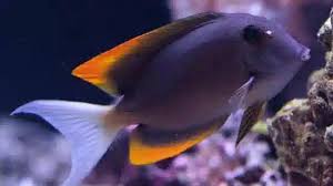 Tang: Flame Fin (Tomini)