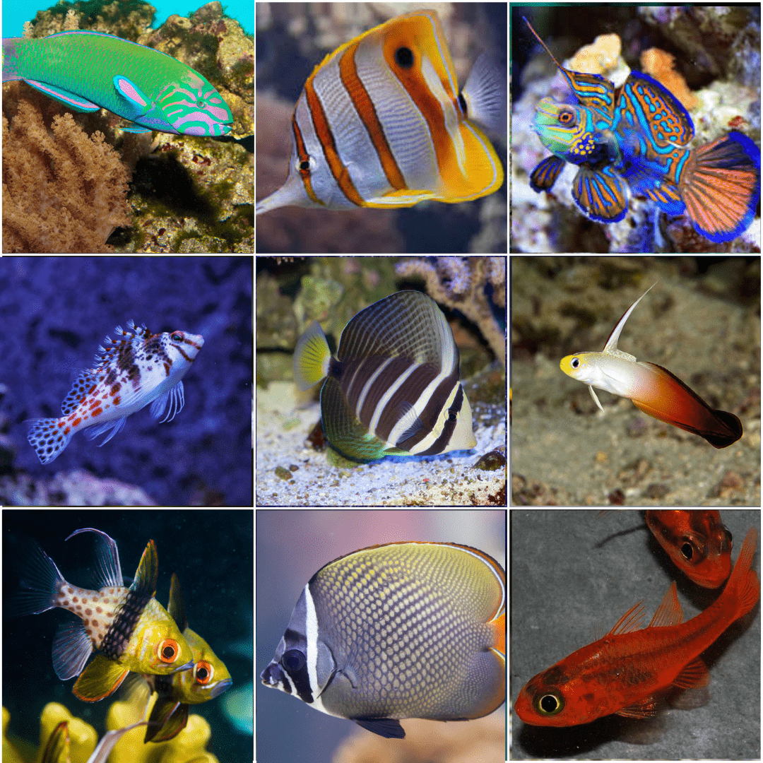 AAA: FISH Value Pack