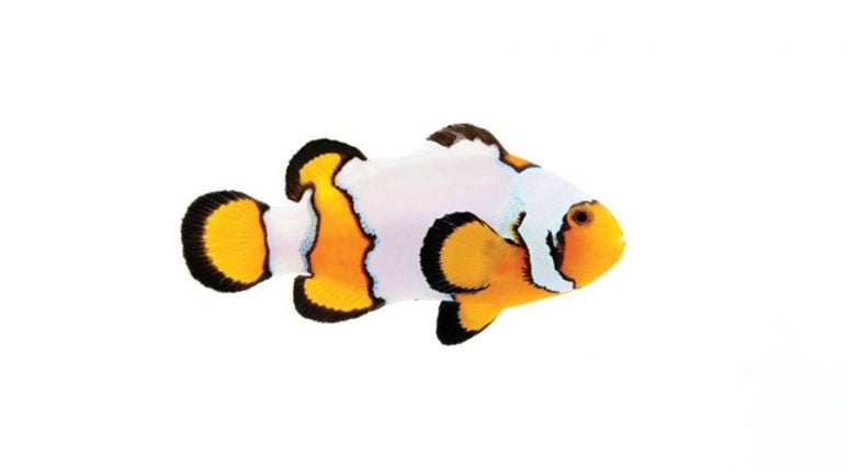 Premium Snowflake Clownfish