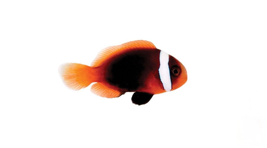 Cinnamon Clownfish
