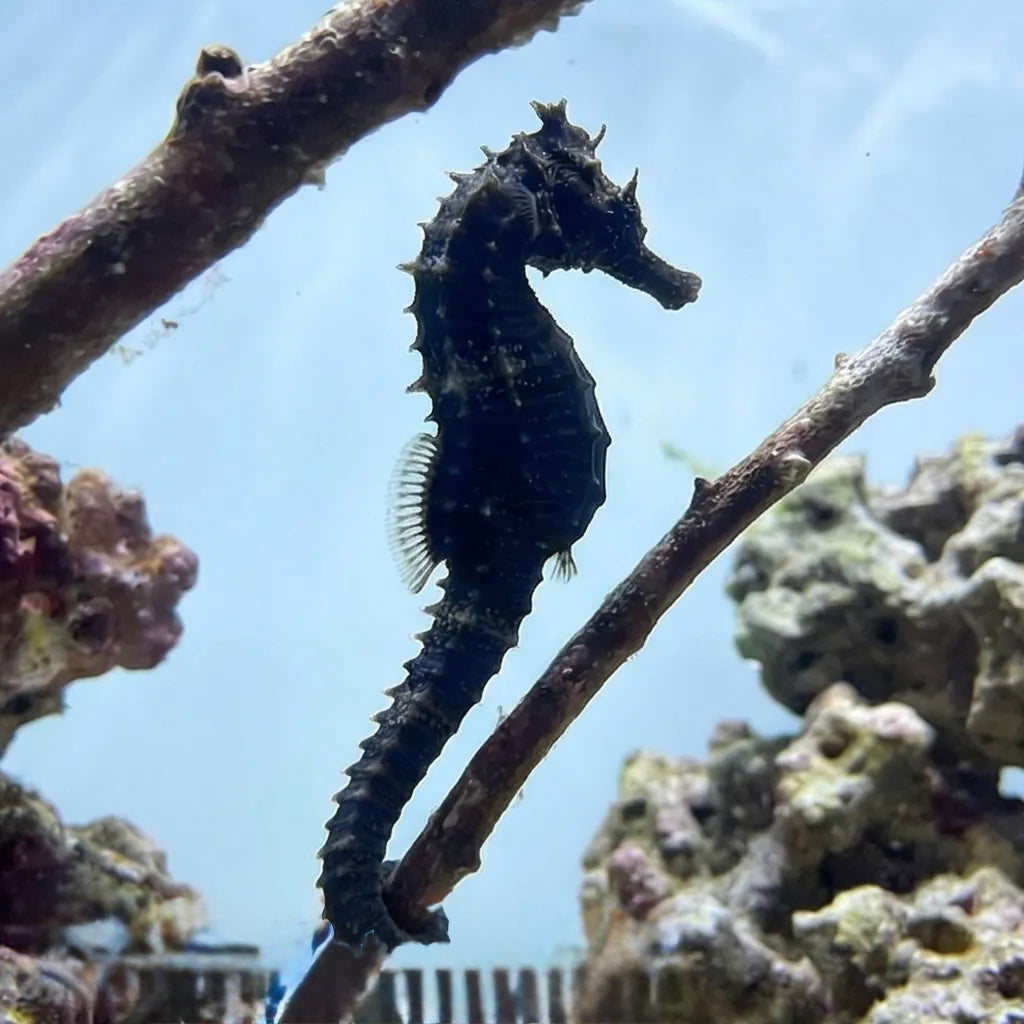 Seahorse: Erectus; Captive Bred