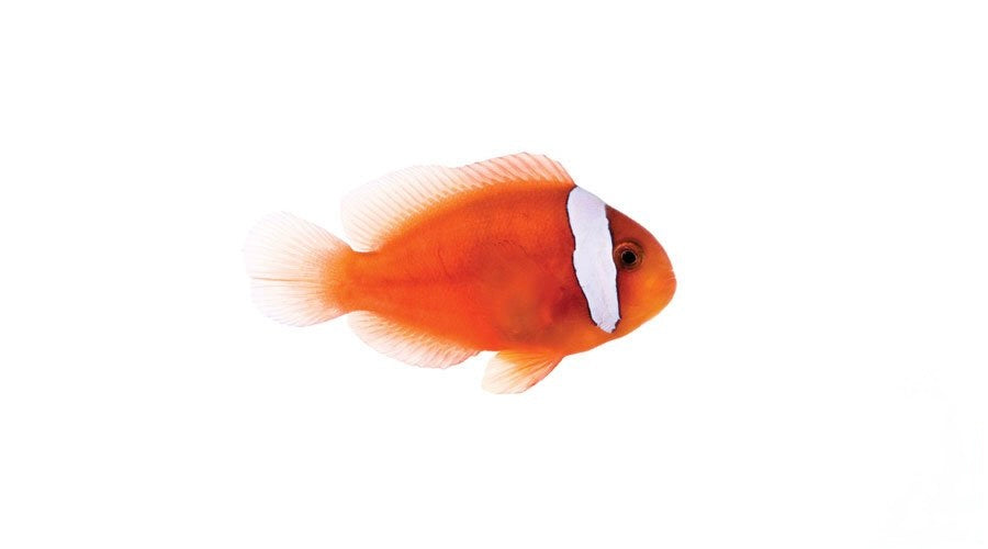 Barberi Clownfish
