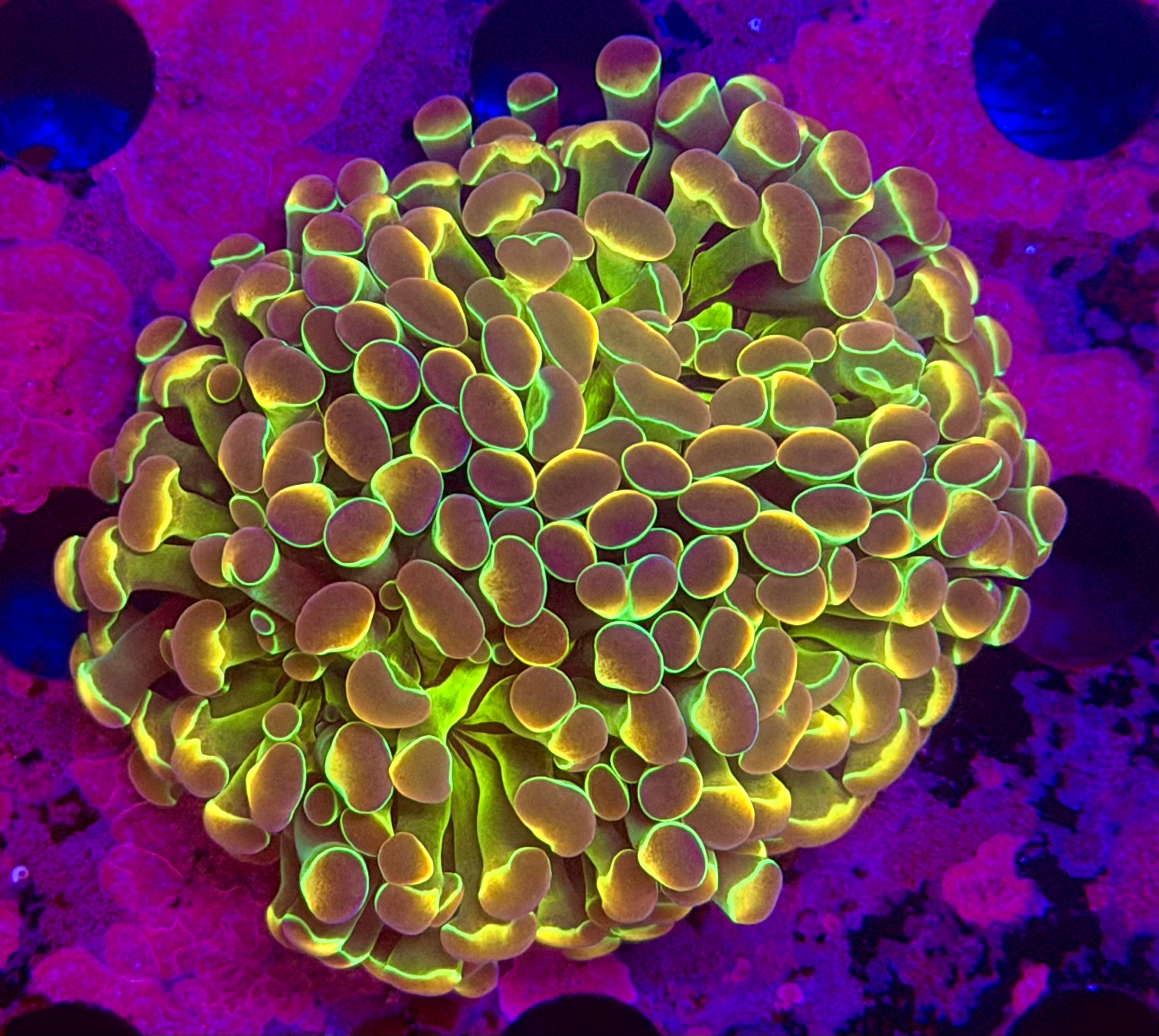 Hologram Hammer